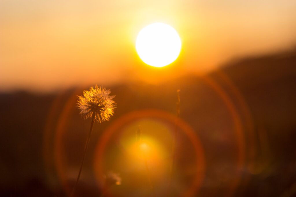 A dandelion silhouette against a vibrant sunset sky with lens flare.