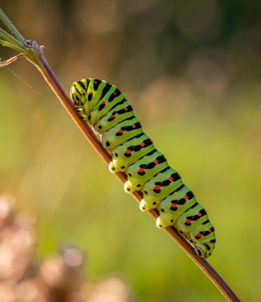 Close-up of a vividly colored caterpillar on a plant stem in natural sunlight.